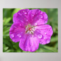 Geranium Print
