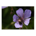 Geranium with Bee cards
