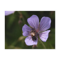 Geranium with Bee Postcard