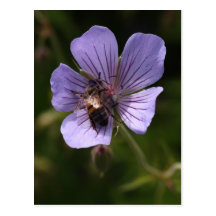 Geranium with Bee Postcard