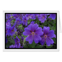 Geraniums Card