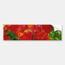 Geraniums flowers bumper sticker