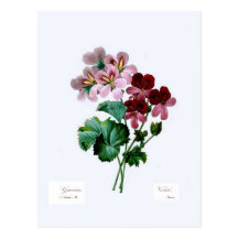 Geraniums Postcards