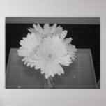 Gerber Daisies (Black and White) Print