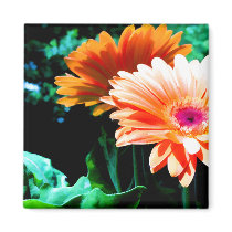 Gerber Daisies