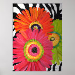 Gerber Daisies on Zebra Background posters