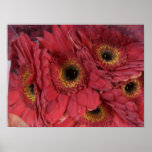 Gerber Daisies posters