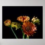 Gerber Daisies posters