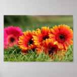 Gerber Daisies posters