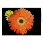 Gerber Daisy Card