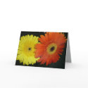 Gerber Daisy card
