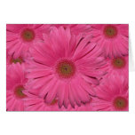 Gerber Daisy Card