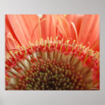 Gerber Daisy Detail posters