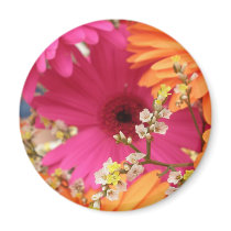 Gerber Daisy Magnets