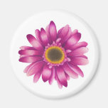 Gerber Daisy Magnet