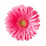 Gerber Daisy magnet photo sculptures