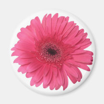 Gerber Daisy Magnets