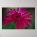 Gerber Daisy on Canvas Poster posters