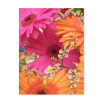 Gerber Daisy Post Cards
