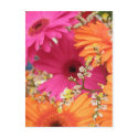 Gerber Daisy postcards