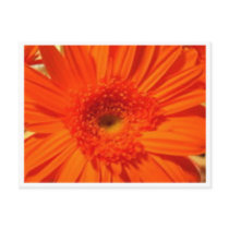 gerber daisy postcards
