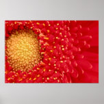 Gerber Daisy posters