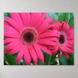 Gerber Daisy posters