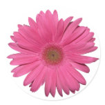 Gerber Daisy sticker