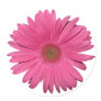 Gerber Daisy sticker