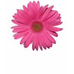 Gerber Daisy Tshirt