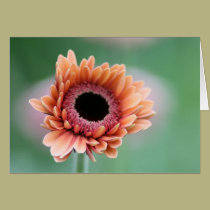 Gerbera cards