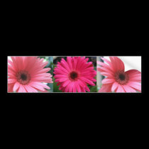 Gerbera Daisies bumper stickers