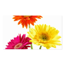 Gerbera Daisies