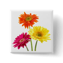 Gerbera Daisies