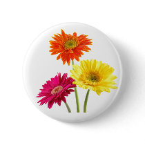 Gerbera Daisies