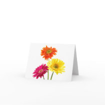 Gerbera Daisies