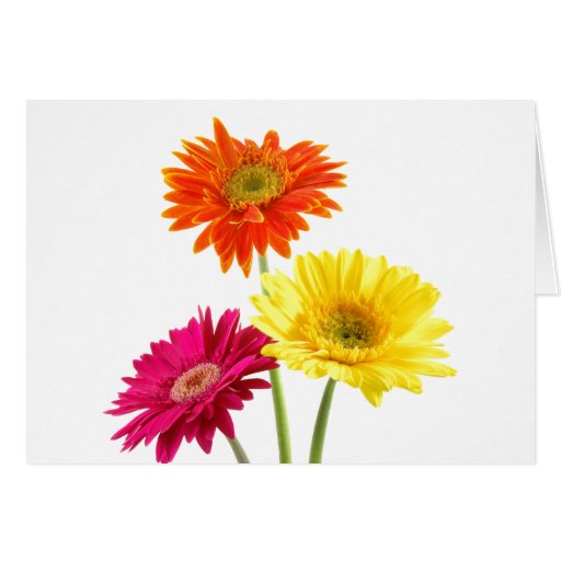 Gerbera Daisies Card