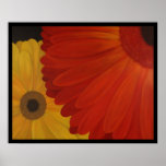 Gerbera Daisies from Original Oil on Canvas posters