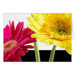 Gerbera Daisies Greeting Cards