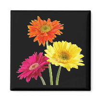 Gerbera Daisies