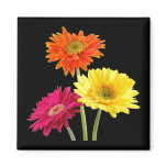 Gerbera Daisies magnets