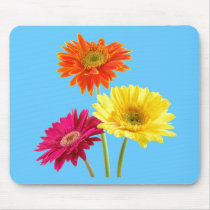Gerbera Daisies