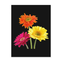 Gerbera Daisies
