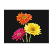 Gerbera Daisies
