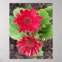 Gerbera Daisies Poster posters
