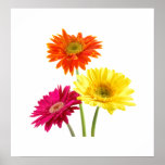 Gerbera Daisies posters