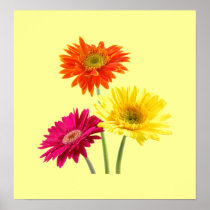Gerbera Daisies