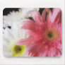 Gerbera Daisy 4