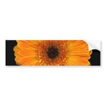 Gerbera Daisy Bumper Sticker