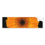 Gerbera Daisy bumper stickers
